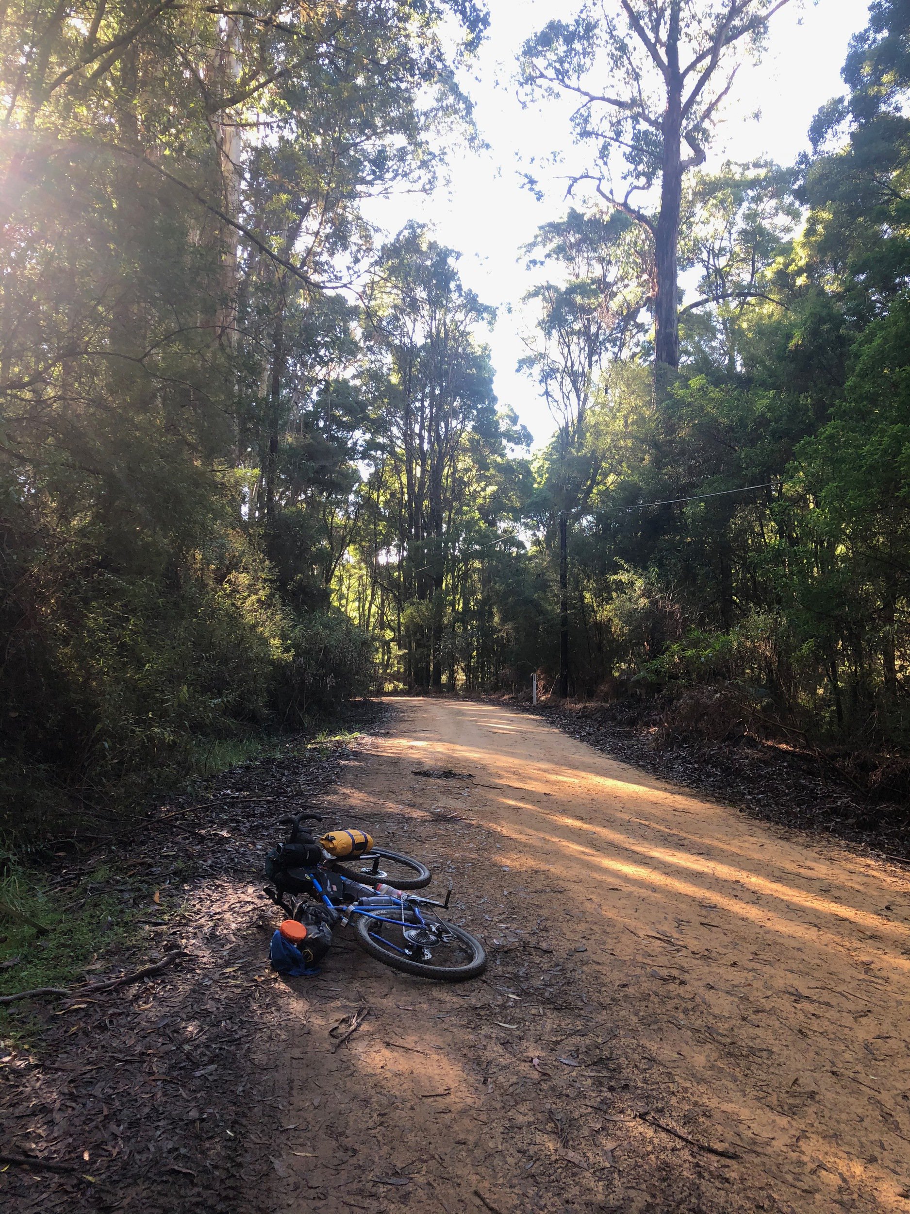 Climbing through the forest