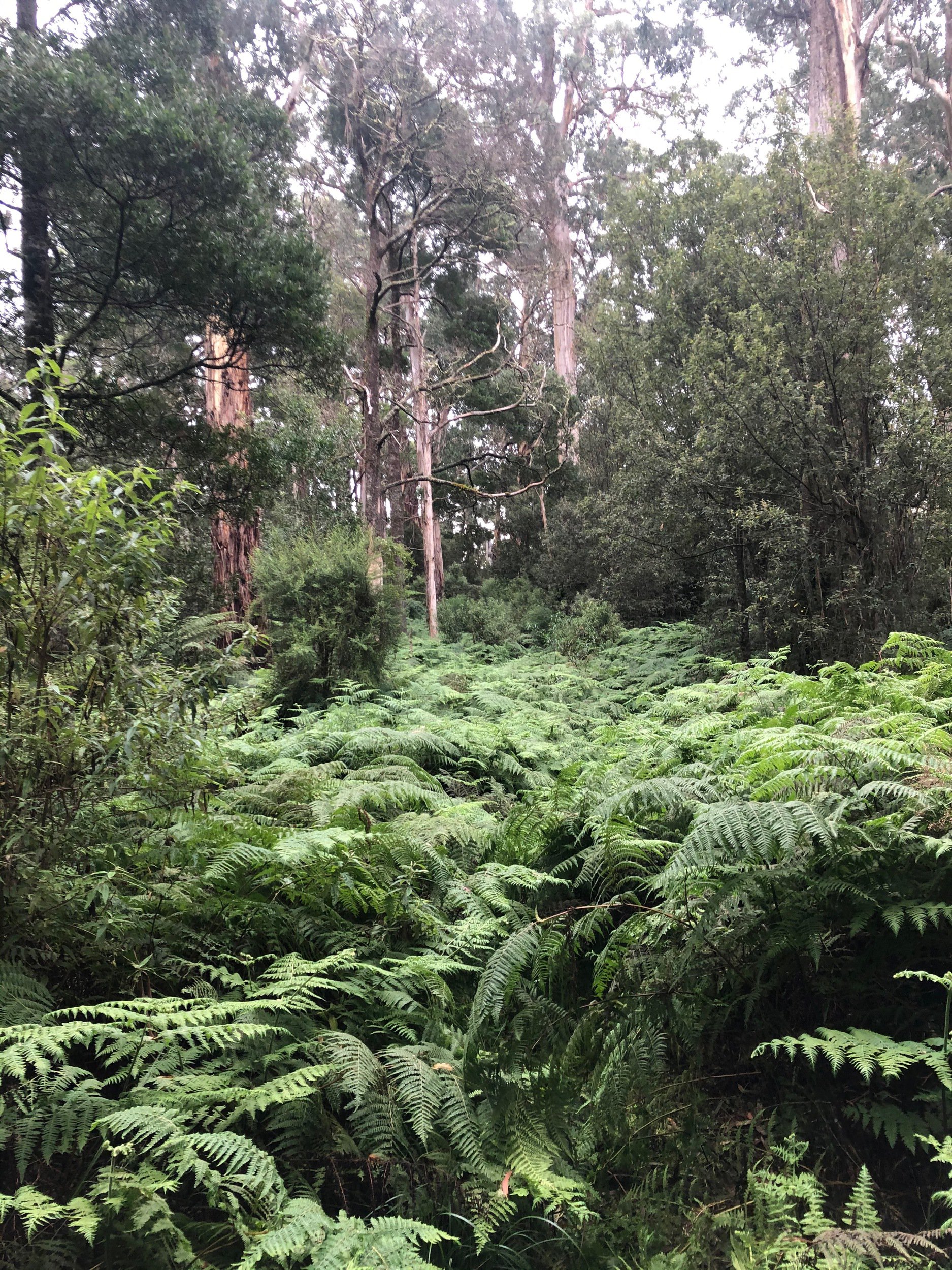 Snowy Ridge Track fern overgrowth