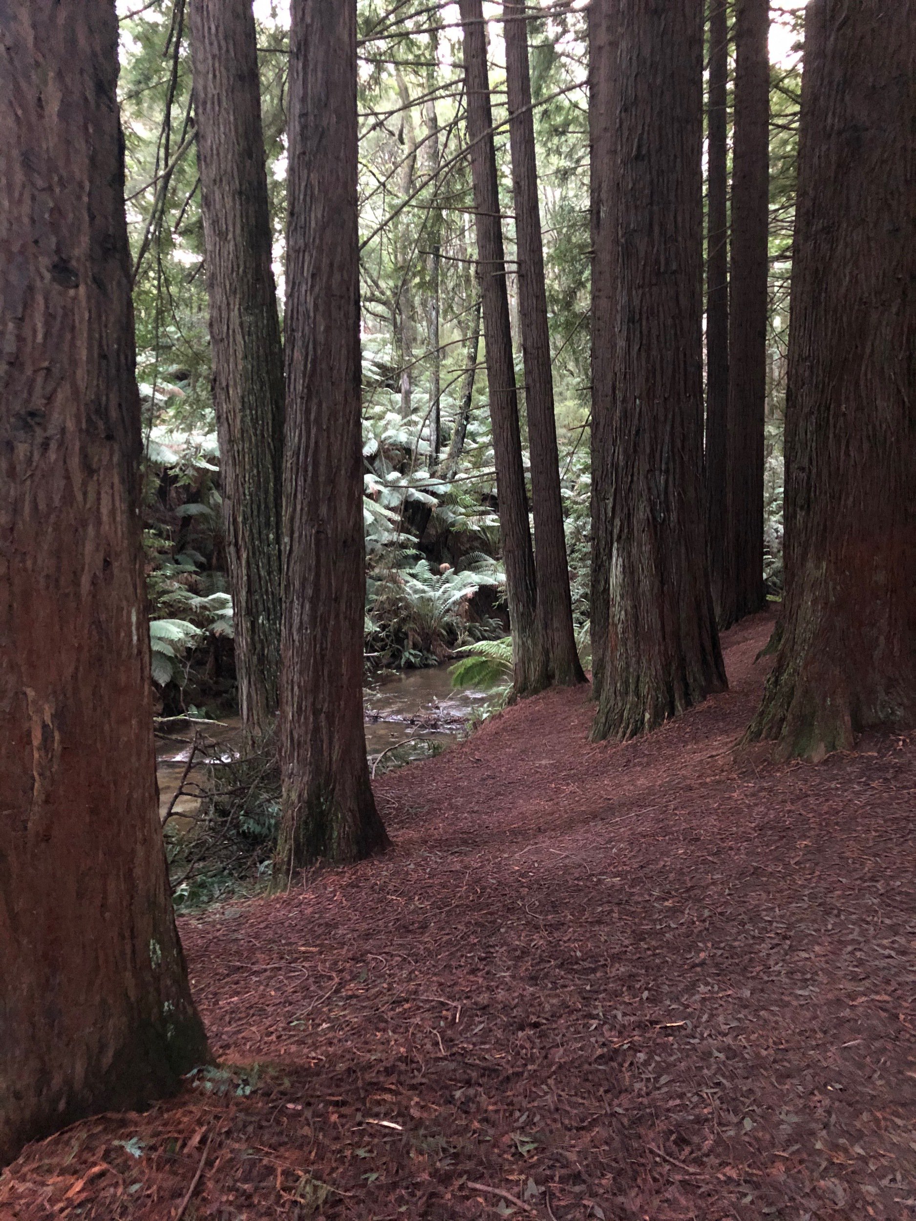 Redwood Plantation